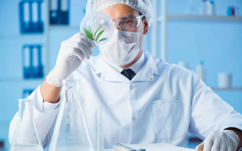 cannabis testing jobs | cannabis testing regulations