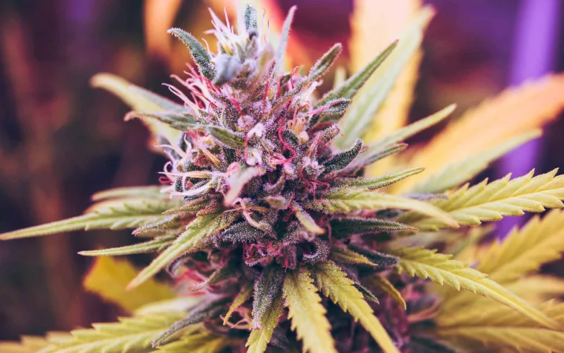 terpenoid potency profiles | terpenoid testing
