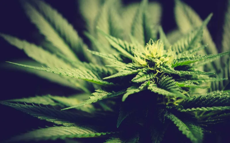 oklahoma cannabis heavy metals testing | PureLabs